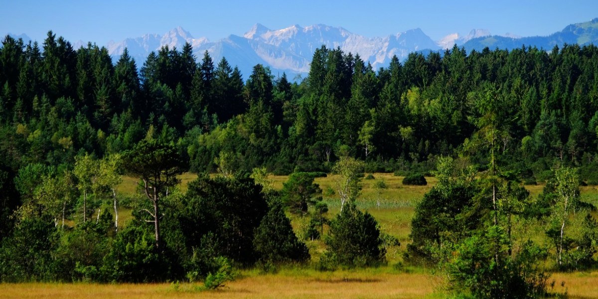 Ellbacher Moor (HK29), © Tölzer Land Tourismus Ellbacher Moor (HK29), © Tölzer Land Tourismus