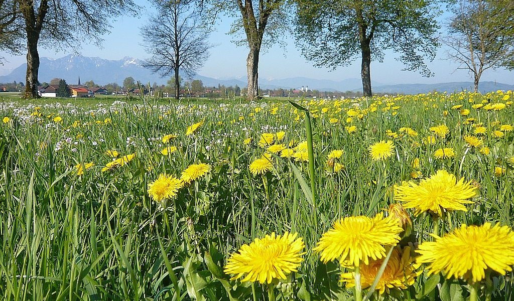 zwischen Benediktbeuern und Bichl, © Gästeinformation Benediktbeuern zwischen Benediktbeuern und Bichl, © Gästeinformation Benediktbeuern