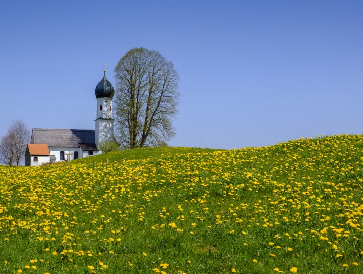 Löwenzahnwiese mit Kapelle, © Lisa Bahnmüller