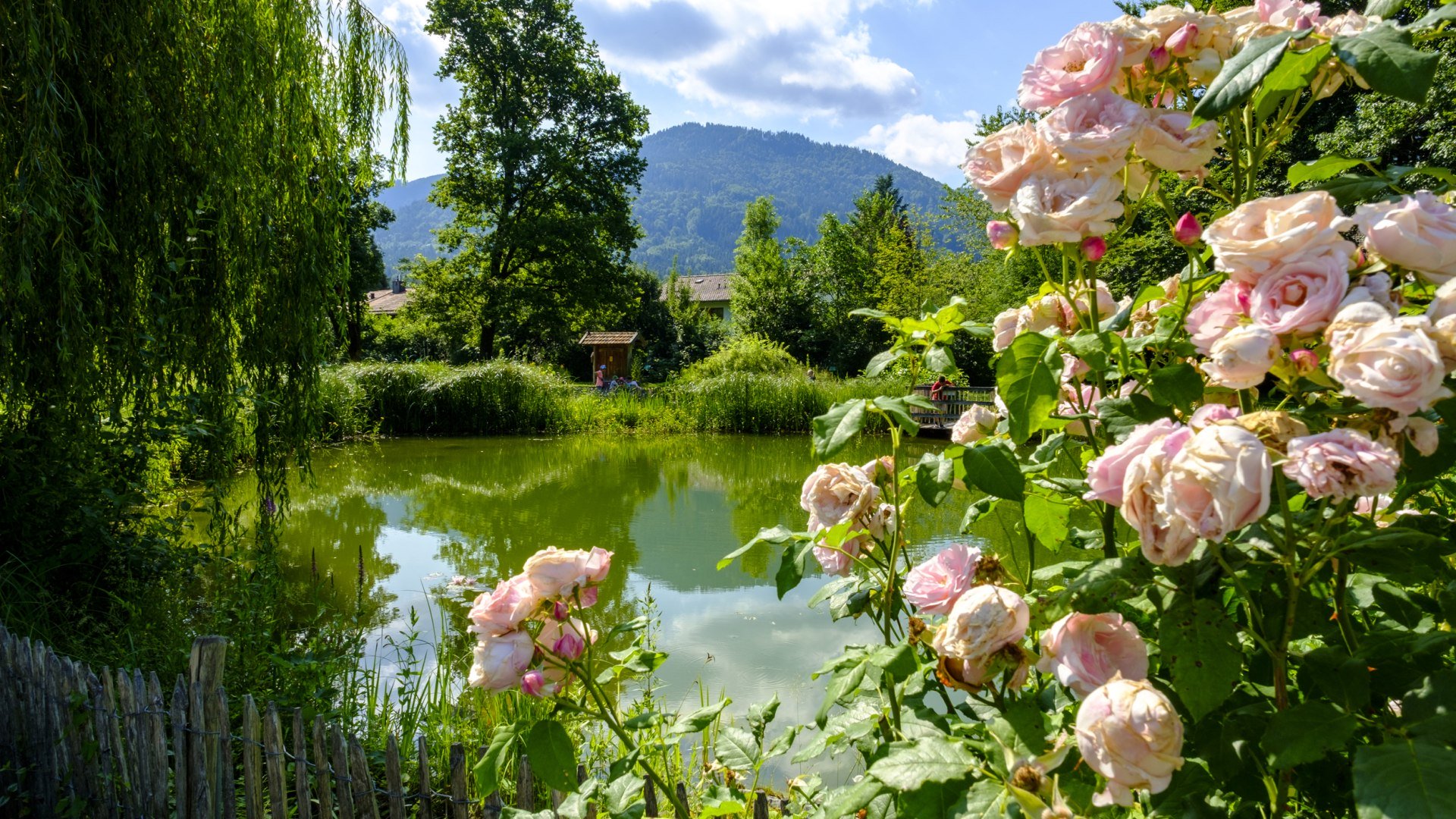 Rosen am Teich im Kr&auml;uterpark, &copy; Lisa Bahnm&uuml;ller