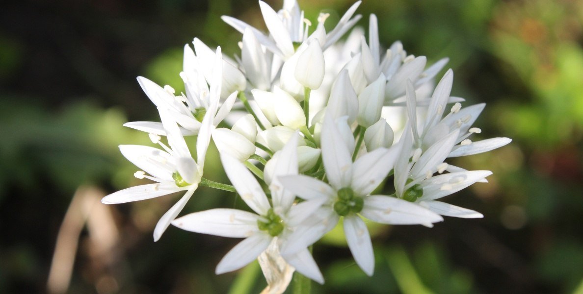 Bärlauchblüte,bei uns auch Rams genannt, © Tölzer Land Tourismus